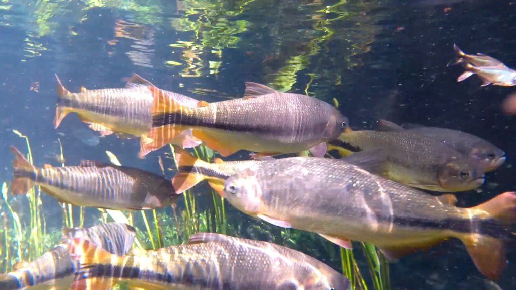 Fische Bonito Pantanal