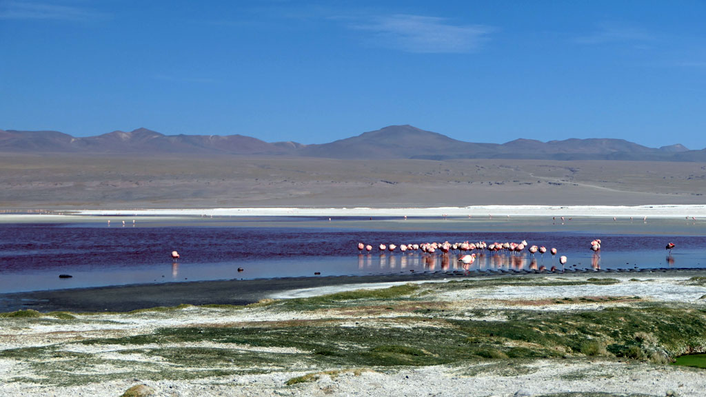 Bolivien Flamingos